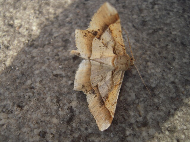 �ĥޥ����������㥯