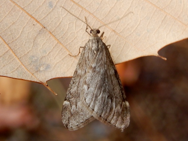 �������ӥե楷�㥯