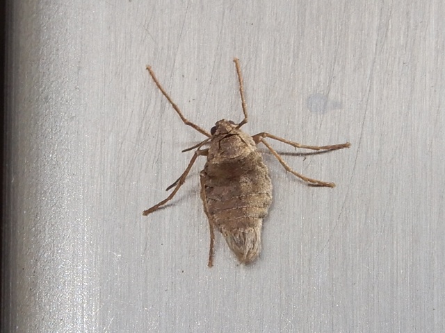 �������ӥե楷�㥯���᥹