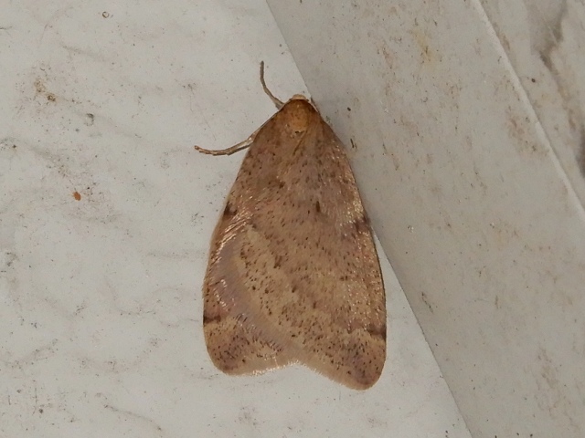 �ۥ������Хե楷�㥯