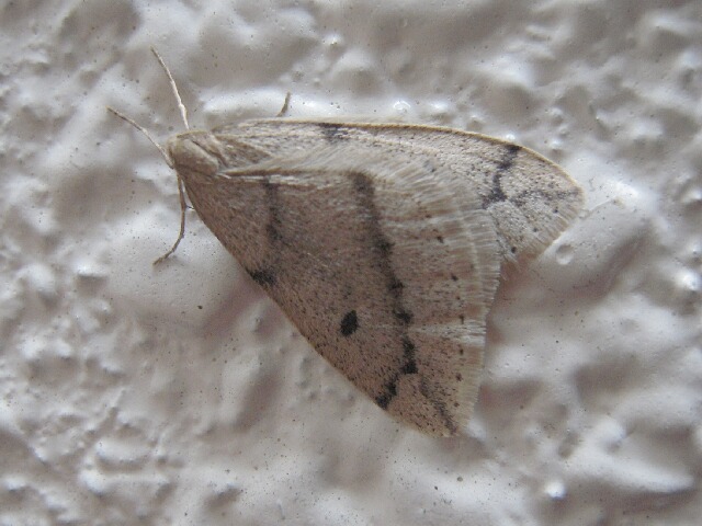 �����ƥ�ե楷�㥯