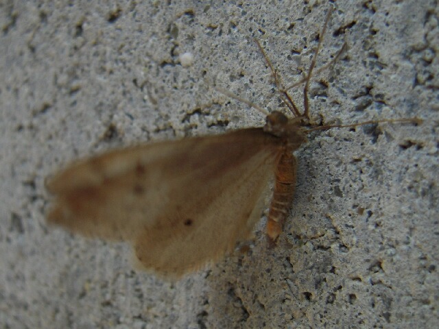 �����Хե楷�㥯