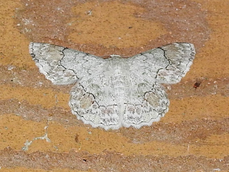 ������󥢥䥷�㥯