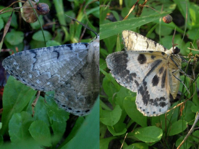 �������䥷�㥯