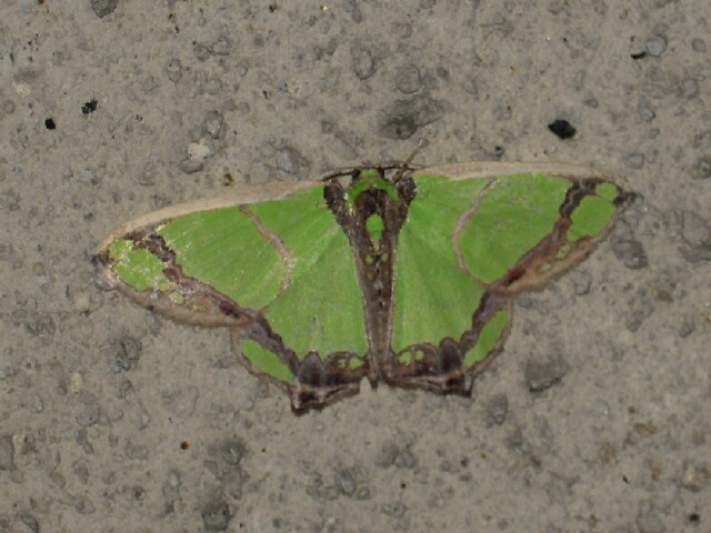 ������󥢥����㥯