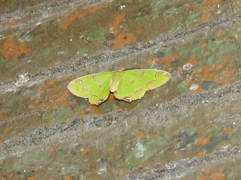 �ޥ��������󥢥����㥯ΰ�尡��