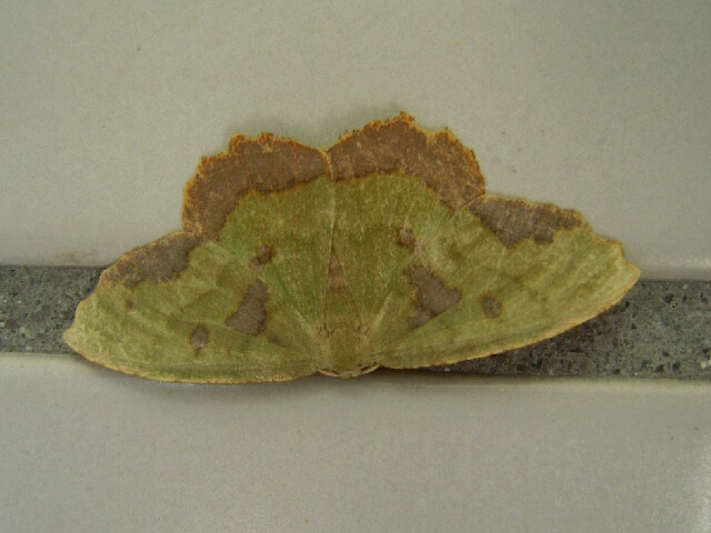 ���ȥإꥢ�����㥯