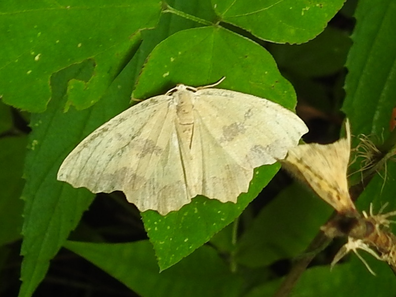 ���ȥإꥢ�����㥯