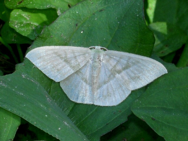 �ҥᥫ���Х������㥯