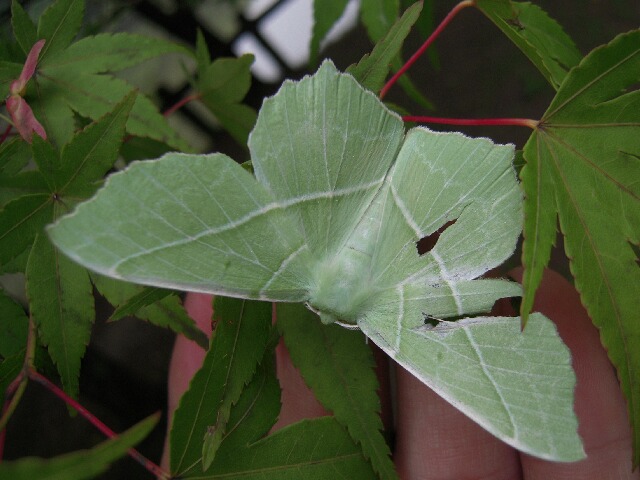 ���������������㥯