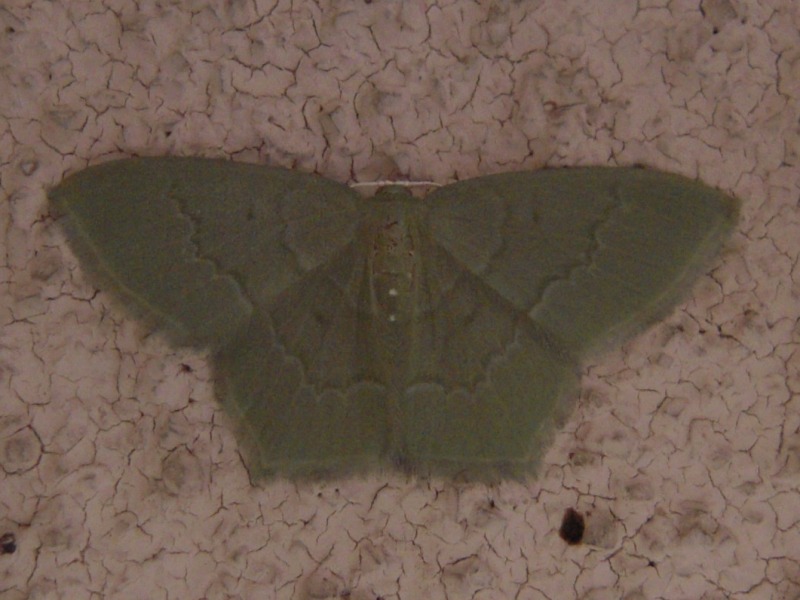 �ϥ饷����󥢥����㥯