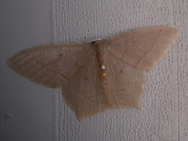 �ϥ饷����󥢥����㥯