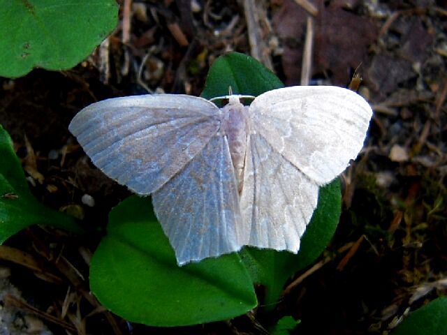 �ҥᥦ���������㥯