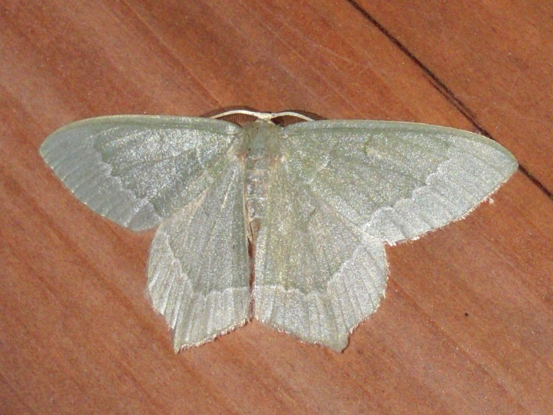 �������ĥХᥢ�����㥯