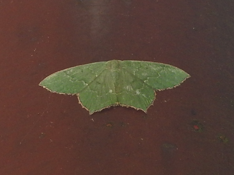 �ϥ����ĥХᥢ�����㥯