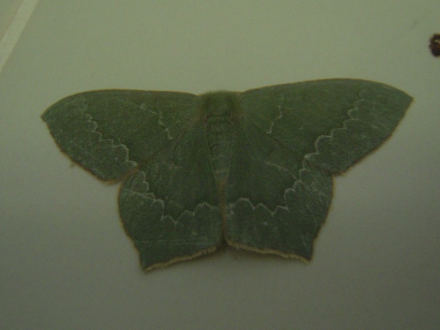 �ҥ��ХĥХᥢ�����㥯