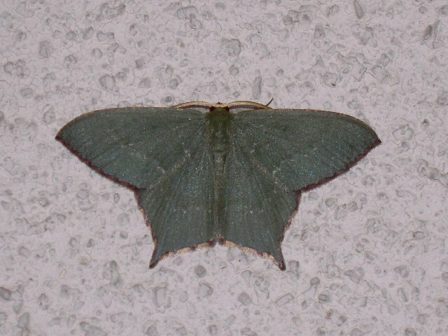 �ҥ�ĥХᥢ�����㥯