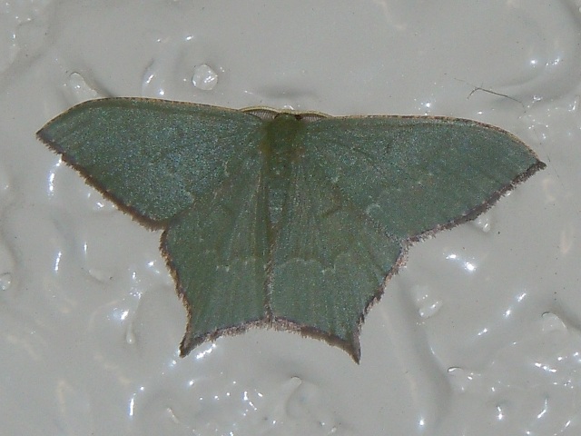 �ҥ�ĥХᥢ�����㥯