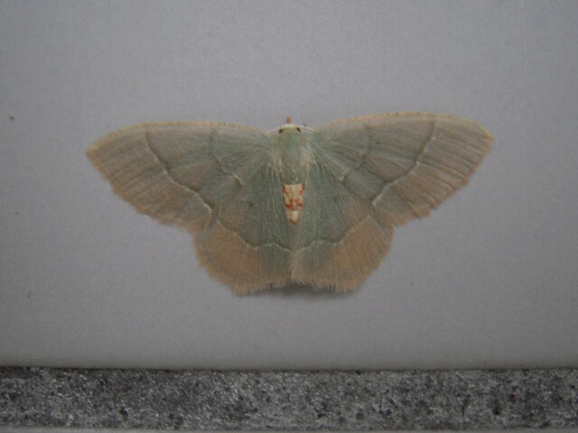 �ۥ��Хϥ饢���������㥯