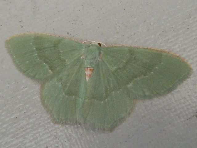 �ۥ��Хϥ饢���������㥯