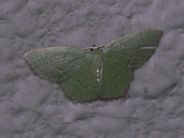 �ʥߥ������������㥯