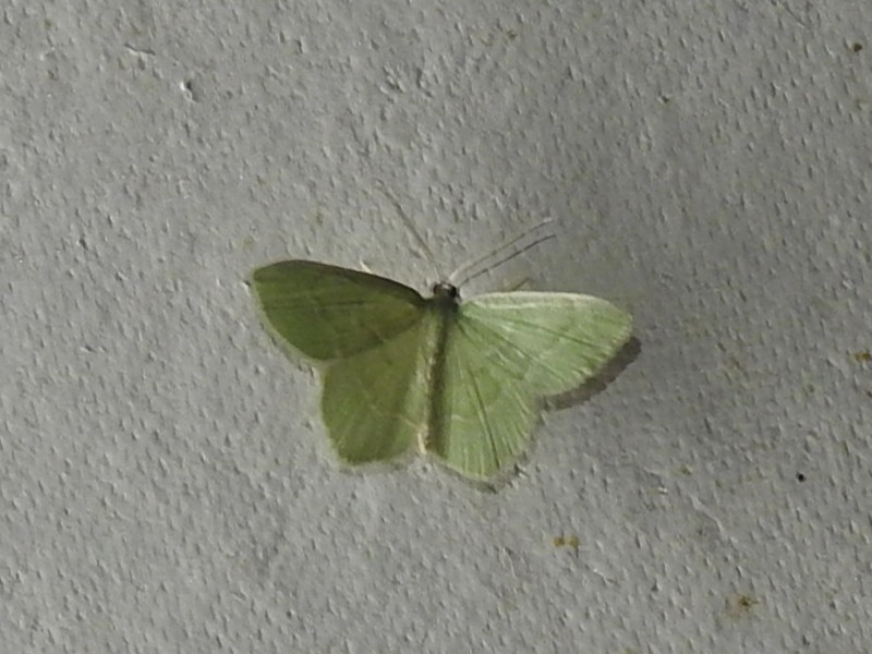 �ʥߥ������������㥯