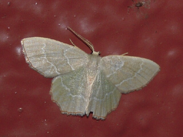 ���������������㥯