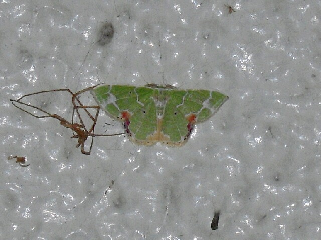 ������󥢥����㥯