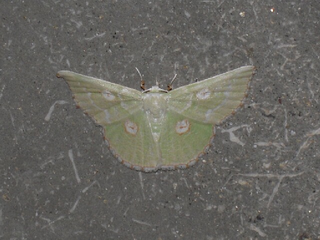 ��ĥᥢ�����㥯