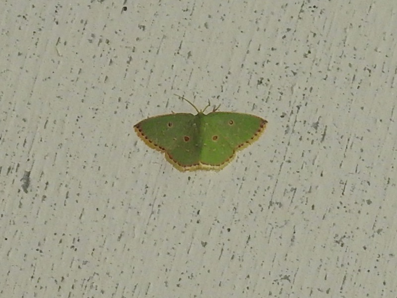 ����ĥᥢ�����㥯��ΰ�尡��