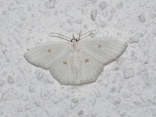 ����ĥᥢ�����㥯