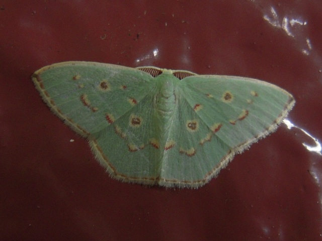 ����ĥᥢ�����㥯