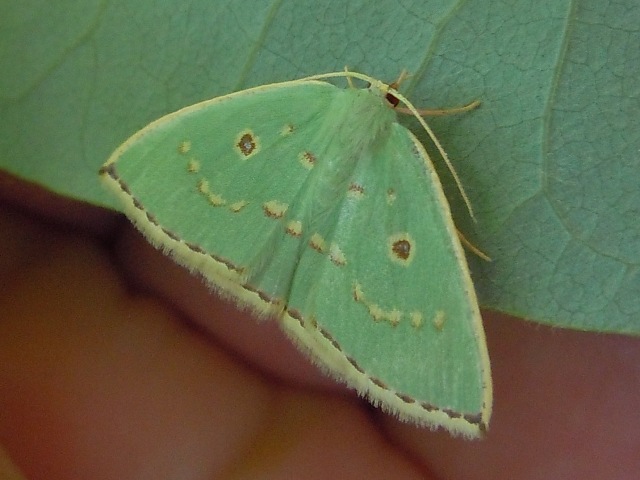 ����ĥᥢ�����㥯