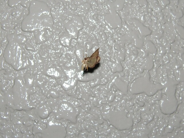 �ե��ʥߥȥӥҥ᥷�㥯