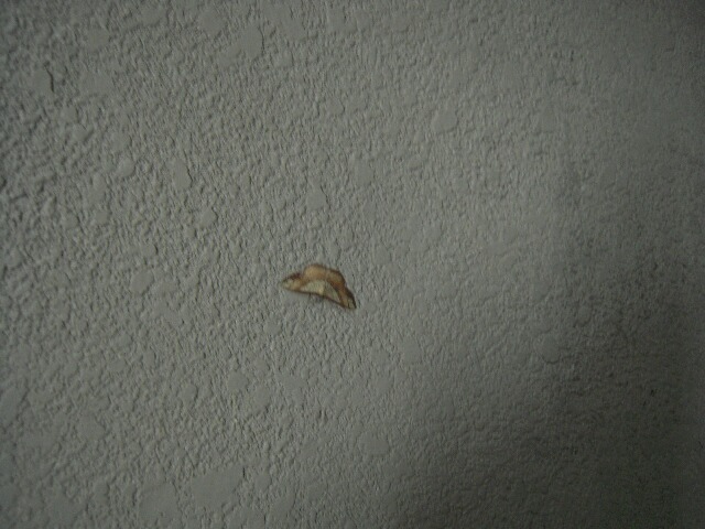 �ե��ʥߥȥӥҥ᥷�㥯