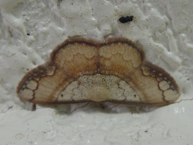 �ե��ʥߥȥӥҥ᥷�㥯