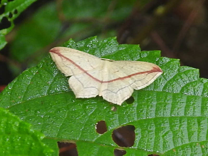 �եȥ٥˥����ҥ᥷�㥯