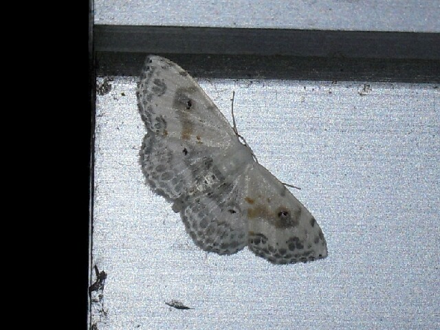 �����󥪥������ҥ᥷�㥯