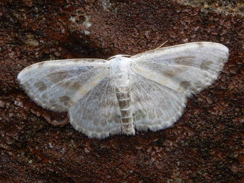 �����󥪥������ҥ᥷�㥯