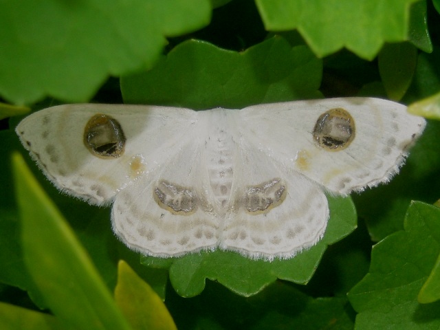 �ե��ĥᥪ�������ҥ᥷�㥯