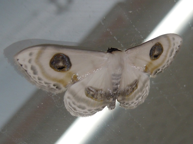 �ե��ĥᥪ�������ҥ᥷�㥯