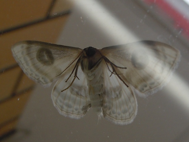 �ե��ĥᥪ�������ҥ᥷�㥯