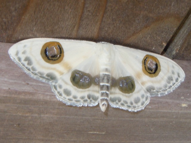 �ҥȥĥᥪ�������ҥ᥷�㥯