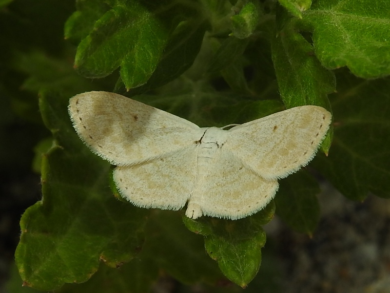 �ߥ����ϥ������ҥ᥷�㥯