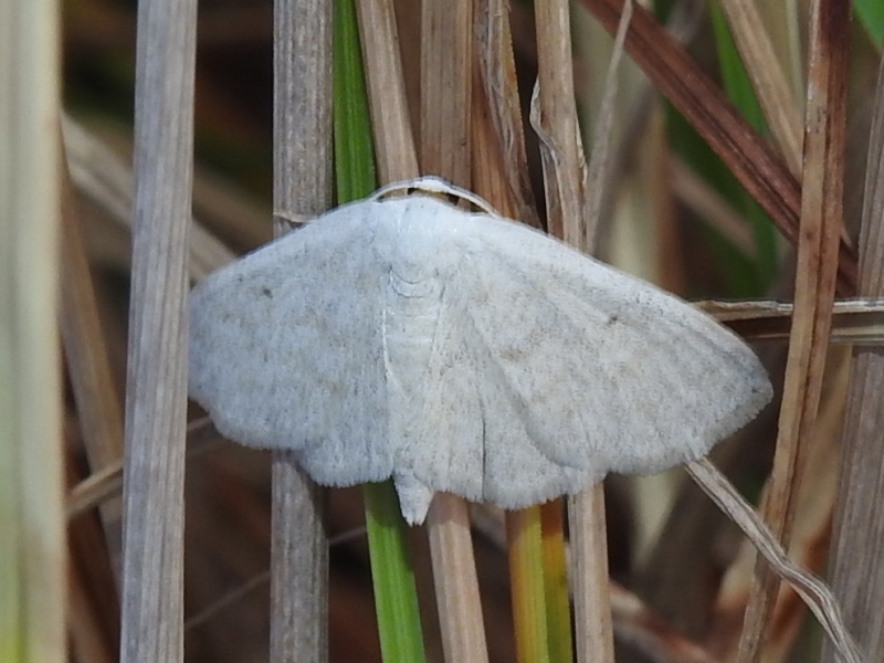 �ߥ����ϥ������ҥ᥷�㥯