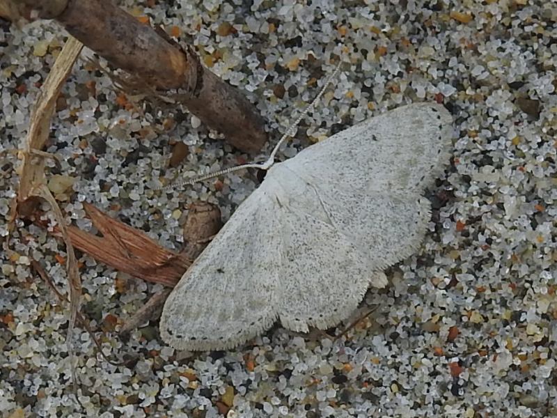 �ߥ����ϥ������ҥ᥷�㥯