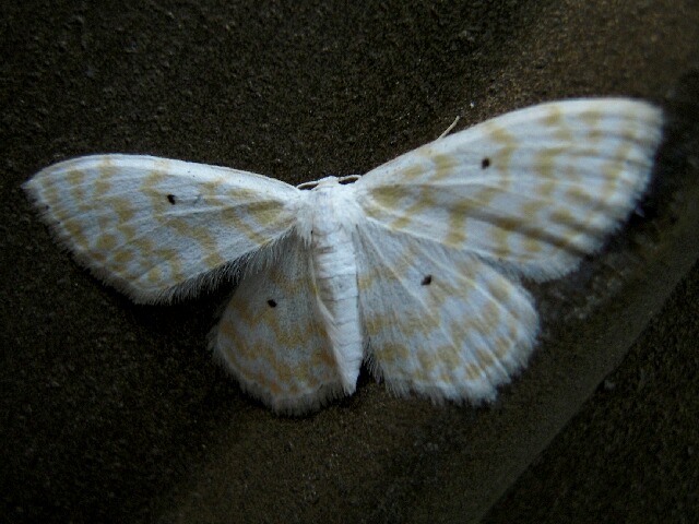 �������ȥ���ҥ᥷�㥯