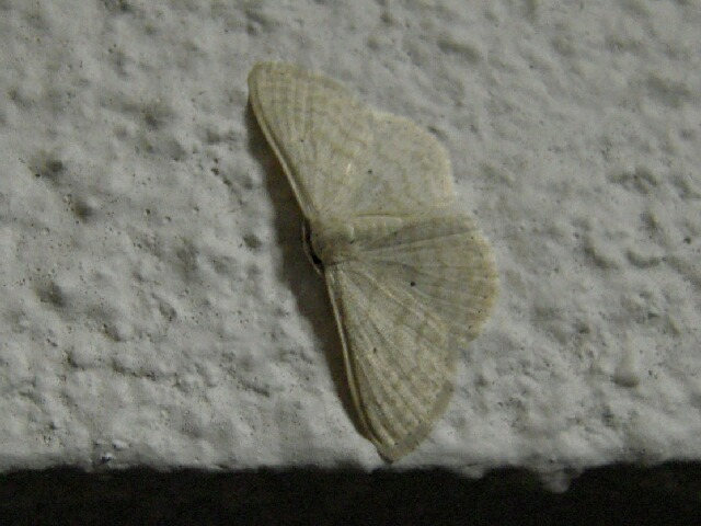 �����������ƥ�ҥ᥷�㥯