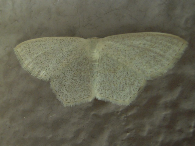 �ޥ����ҥ᥷�㥯