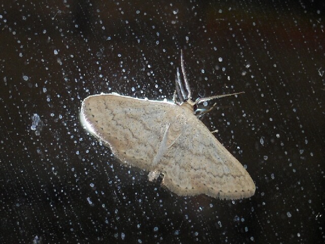 �ʥߥ������ӥҥ᥷�㥯